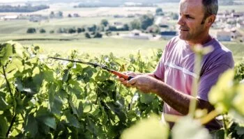 Champagne Hervieux Dumez - News