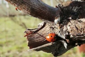 Champagne Hervieux Dumez - Terroir - Aucun insecticides