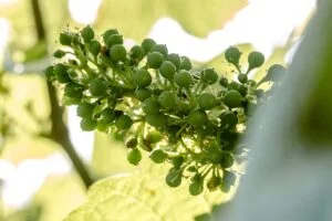 Champagne Hervieux Dumez - Terroir - Bio-contrôle